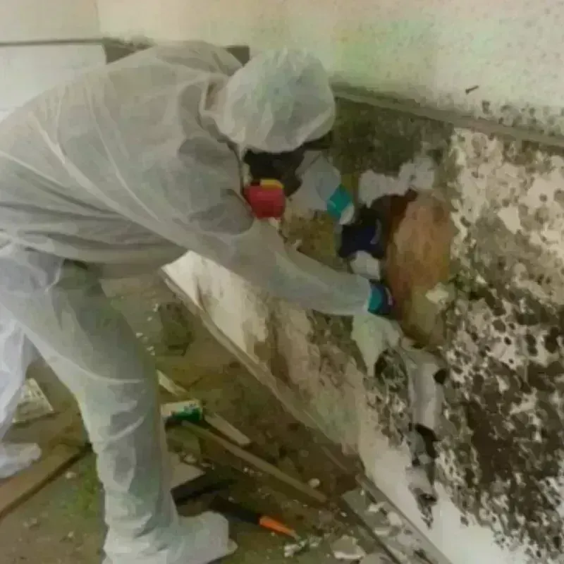 Mold Remediation and Removal in Charlestown, RI